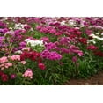 thumbnail image 4 of TomorrowSeeds - Sweet William Mix Seeds - 5000+ Count - For 2026 Planting Dianthus Barbatus Red, 4 of 4