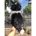 thumbnail image 2 of Border Collie High Fidelity Anime Cute Plushie Sheep Dog Plush Toys Lifelike Animals Simulation Stuffed Doll 33cm, 2 of 4