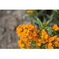 thumbnail image 4 of Siberian Wallflower, 400 Flower Seeds, Non-GMO, Isla's Garden Seeds, 4 of 7