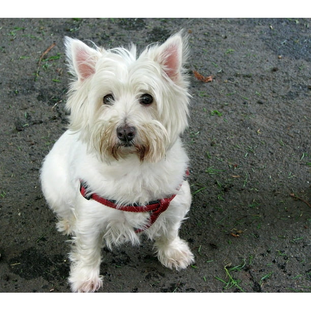 Terrier Dog Cute West Highland White Terrier Westie 12 Inch By 18 Inch Laminated Poster With Bright Colors And Vivid Imagery Fits Perfectly In Many Attractive Frames Walmart Com Walmart Com Terrier Dog Cute West Highland White Terrier Westie 12 Inch By 18 Inch Laminated Poster With Bright Colors And Vivid Imagery Fits Perfectly In Many Attractive Frames Walmart Com Walmart Com