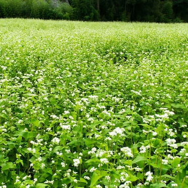 Buckwheat Seeds - 1 Lb - Organic, Non-GMO, Whole (Shell On) - Grow Buck Wheat Microgreens, Lettuce