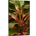 thumbnail image 1 of Great BIG Canvas | "Cordyline Terminalis Red Ti Plant" Canvas Wall Art - 32x48, 1 of 2