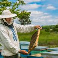 thumbnail image 4 of Houderco Herramienta De Injerto Para Abejas Inoxidable Y Duradera, 4 of 8
