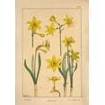 thumbnail image 2 of Vintage Apple Collection 24x32 White Modern Wood Framed Museum Art Print Titled -  Plate 28 - Jonquil, 2 of 4