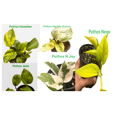 Pothos Collections, 5 Rare live Pothos Plants (Pothos Basket)