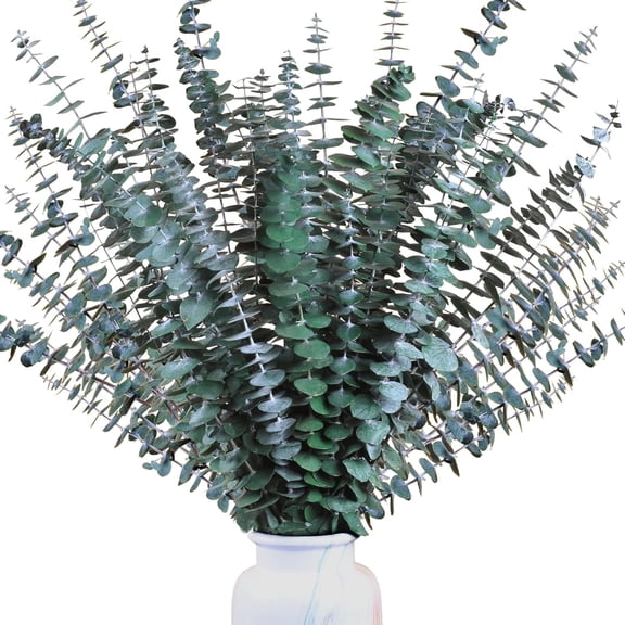 Dried Eucalyptus Bundle Real Eucalyptus Stems, 15~17 inch Fresh Natural Eucalyptus Branches for Home Decor Flower Arrangement Wedding(Green,20 Stems)