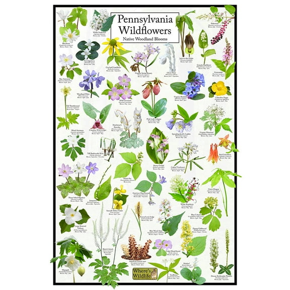Pennsylvania Wildflowers Poster - Native Woodland Blooms - Educational Science Chart of Pennsylvania Flowers
