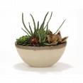 thumbnail image 1 of Distinctive Designs 1919 Succulent Garden In Glazed Tan Ceramic Oval Planter, 1 of 1