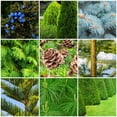 thumbnail image 2 of The Old Farmer's Almanac Evergreen Tree & Shrub Fertilizer Spikes (3.0 Lbs - 12 Pack), 2 of 6