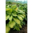 thumbnail image 5 of 5 Stained Glass Hosta Bareroot, 5 of 5