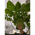 thumbnail image 2 of 10 inch Pot - 2.5 ft tall Giant Hawaiian Pothos plant, Get Similar To the picture, 2 of 11