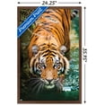 thumbnail image 3 of Tiger - Water Wall Poster, 22.375" x 34", Framed, 3 of 5