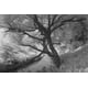 thumbnail image 2 of Filtro infrarrojo Hoya R-72 77mm para cámaras digitales, 2 of 4