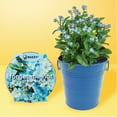 thumbnail image 4 of Buzzy Seeds 2pk Mini Rose & Forget-Me-Not Grow Kit, Indoor Flower Garden Kit, 4 of 5