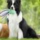 thumbnail image 2 of 2 Piezas Premium Pet Plush Toy Premium Pet Plush Pulpo Squeaky Juguetes para Perros Grandes Juguetes para Perros de Peluche con Tela Suave, 2 of 7