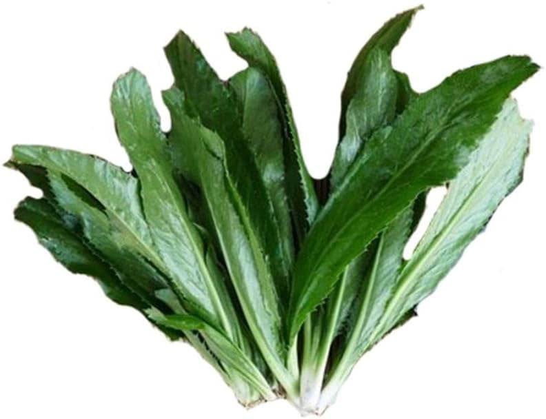 Japanese Mugwort - Yomogi - 1 Oz ~55700 Seeds - Non-GMO, Heirloom