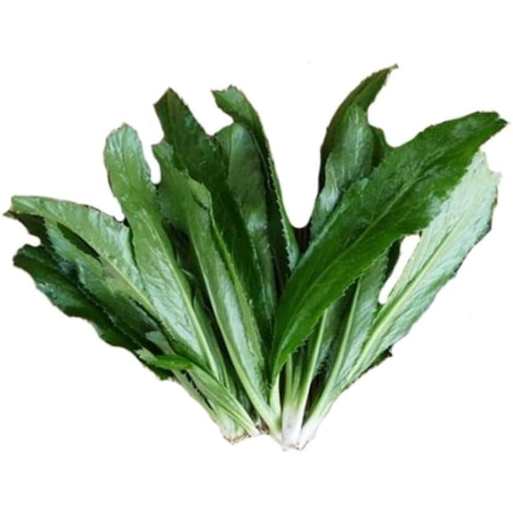 Vietnamese Culantro (NGO GAI) Seeds 1 Gram (~ 1,080 Seeds) – Non-GMO, Heirloom – Strong Flavor Herb for Asian Cooking, Soups, Garnishes, and Home Herb Gardens