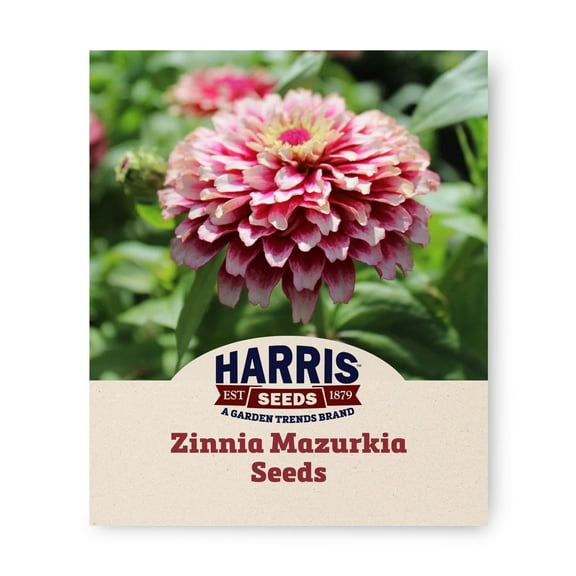 Harris Seeds - Zinnia Mazurkia Seeds - Cream Bi-Color Blooms - 50 Seeds