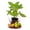 1 Plant, variant on LSU Gold Fig Tree - 3 Live Plants in 3 Inch Growers Pots - Ficus Carica - Edible Fruit Bearing Tree for The Patio and Garden