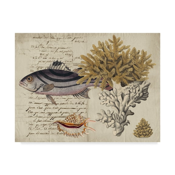 Trademark Fine Art 'Sea life Journal III' Canvas Art by Vision Studio