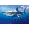thumbnail image 1 of Laminated Great White Shark Poster Print 24x36, 1 of 5