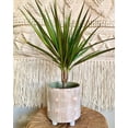 thumbnail image 2 of Dracaena Marginata Cane Live Plant for Indoor | Different Houseplants in 4'' & 6'' Pot | Real House Plant for Living Room, Office, Desk & Bathroom | Dragon Tree, 2 of 6