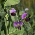 thumbnail image 2 of Dundale Field Peas by Eretz 25lb - CHOOSE SIZE! Willamette Valley, Oregon Grown, Non-GMO, No Fillers, No Coatings, No Weed Seeds., 2 of 6