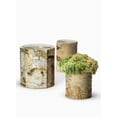 thumbnail image 5 of Serene Spaces Living Glass Birch Bark Vase, Small, White, 5 of 6
