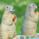 thumbnail image 5 of Estatua de jardín de marmota, escultura de marmota de resina, estatuas de animales de jardín, bonito adorno para exteriores TUNC Sencillez, 5 of 5