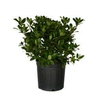 Expert Gardener Snow White Indian Hawthorn (2.5 Gallon) Evergreen Flowering Shrub for Full Sun - Live Outdoor Plants