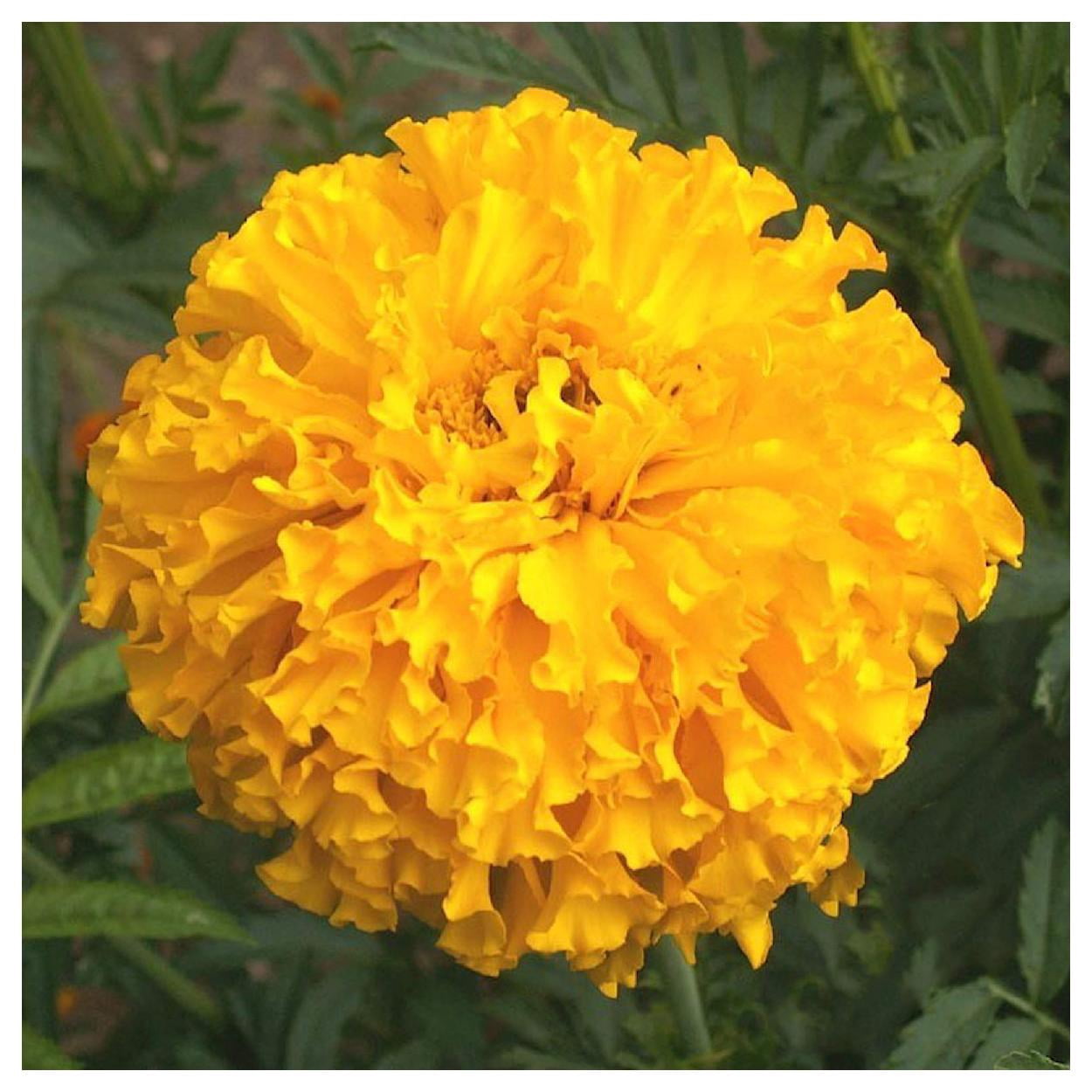 Everwilde Farms - 1 lb Crackerjack African Marigold Garden Flower Seeds - Gold Vault Bulk Seed Packet