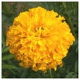 thumbnail image 4 of Everwilde Farms - 1 oz Crackerjack African Marigold Garden Flower Seeds - Gold Vault Bulk Seed Packet, 4 of 4