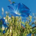 thumbnail image 4 of Expert Gardener 120 in Blue Morning Glory Live Plants No Pot, Disease-Resistant, Easy Care, Easy Watering, Easy to Grow, 4 of 5