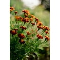 thumbnail image 4 of Plant Good Seed Tashkent Marigold Flower Seed Packet: Orange Red Haloed Heirloom, Organic, Full Sun, 4 of 11