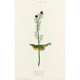 thumbnail image 3 of Audubon, John James 13x18 Black Modern Framed Museum Art Print Titled - Selbys Flycatcher, 3 of 5
