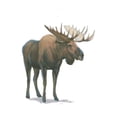 thumbnail image 2 of Wiens, James 13x18 Gold Ornate Wood Framed with Double Matting Museum Art Print Titled - Northern Wild VI, 2 of 4
