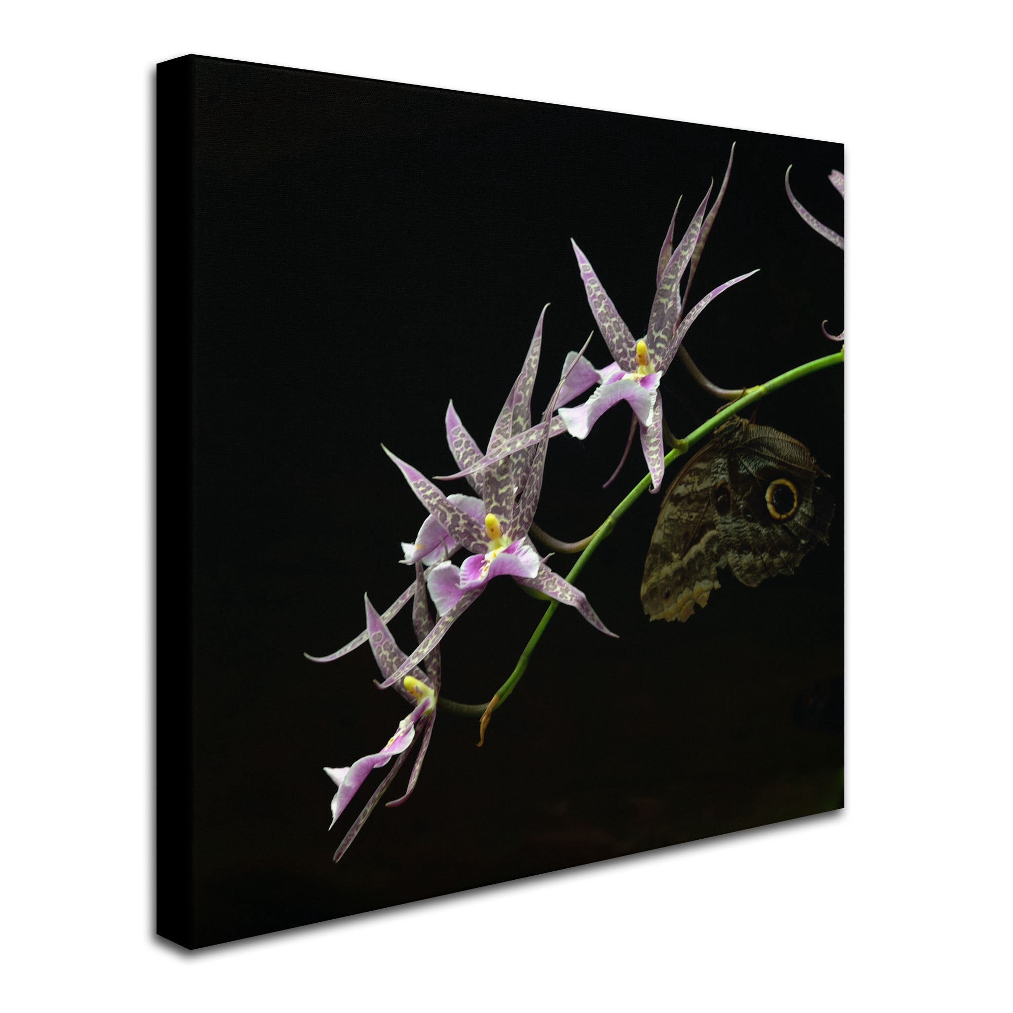 Trademark Fine Art "Spider Orchid and Owl Eye" Canvas Art by Kurt Shaffer