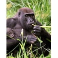 thumbnail image 2 of A KINGDOM FOR DZANGA GORILLAS BD, 2 of 3