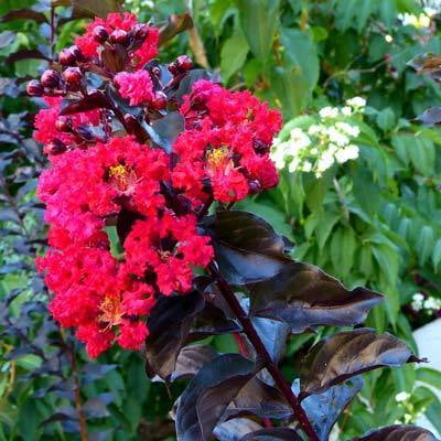 Black Diamond'® Best Red™ Crape Myrtle - Cannot Ship to
