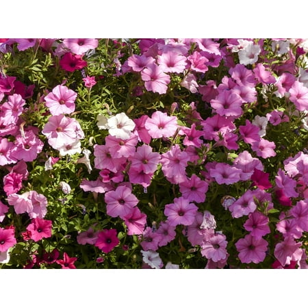 Canvas Print White Hanging Purple Cluster Pink Petunia Basket Stretched Canvas 10 x (Best Petunias For Hanging Baskets)