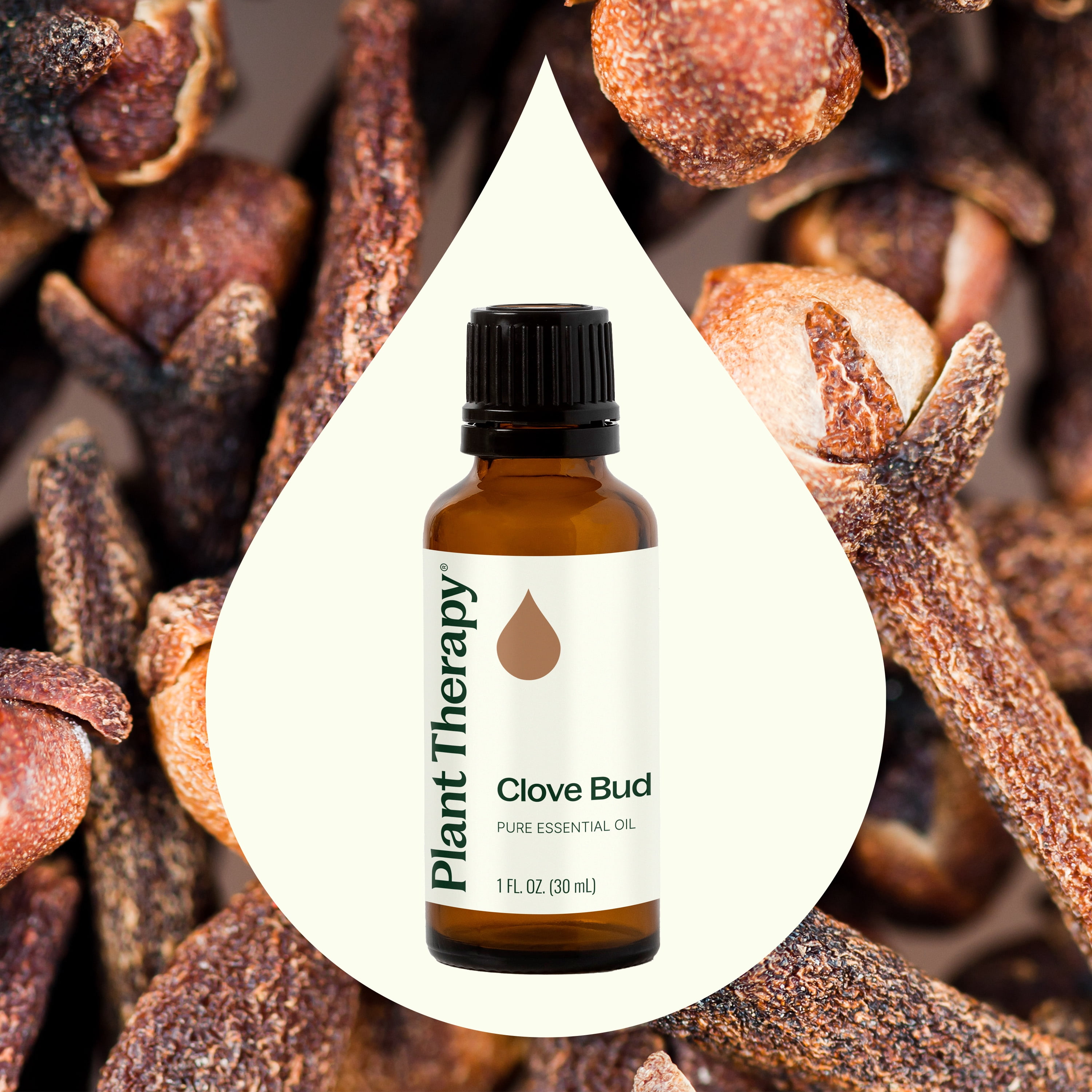 Plant Therapy Clove Bud Essential Oil 100% Pure, Undiluted, Natural Aromatherapy, Therapeutic Grade 30 mL (1 oz)