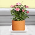 thumbnail image 3 of GIXUSIL 10 Pcs 9 x 9 Inch White Square Plant Saucer, Plastic Plant Saucer Drip Tray, Square Flower Pot Tray for Indoors and Outdoor Plant Pots, 1.26 Inch Deep, 3 of 7