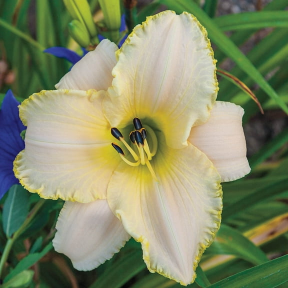 2.50 Qt. Pot, Early Snow Reblooming Daylily Flowering Perennial Plant - 1 plant per offer