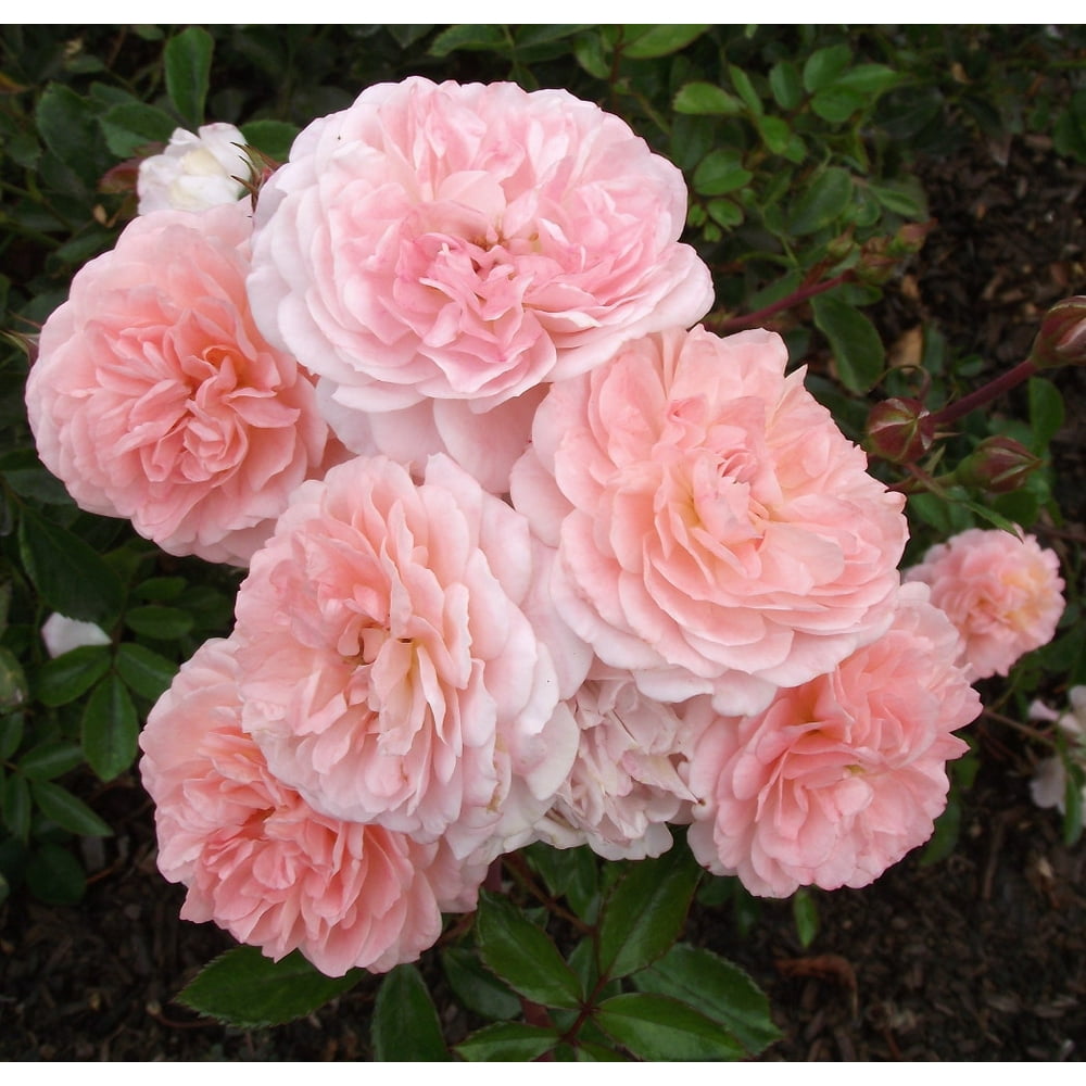 Apricot Drift Rose 4" pot
