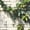 Color 1, variant on Peel and Stick Wallpaper Realistic Green Foliage Cracked Whitewashed Bricks Wall Mural 17.7in x 9.8ft Self Adhesive Removable Wall Paper Renter Friendly Wallpaper for Bedroom Cabinets