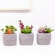 thumbnail image 3 of Mini suculenta artificial en maceta, planta de plástico en maceta, decoración de vegetación sintética, 3 of 5