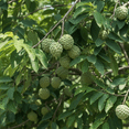 thumbnail image 5 of Live Sugar Apple Tree, Tropical Custard Apple Tree 16-18 Inches Tall for Planting, Annona Squamosa, 5 of 6