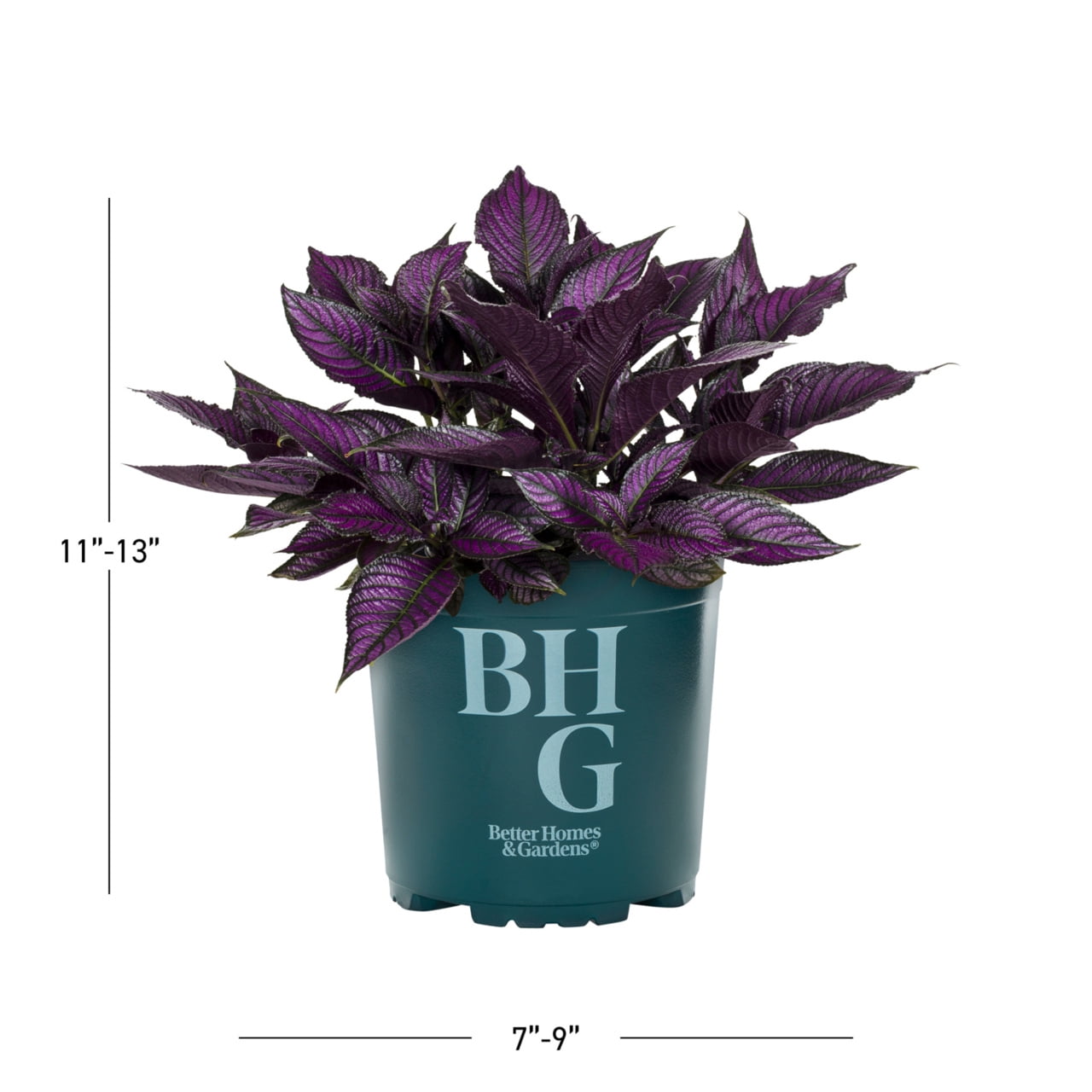 Expert Gardener 2.5QT Purple Strobilanthes Live Annual Plant Sun 3-Pack