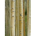 thumbnail image 2 of Fitzharris, Tim 24x32 Gold Ornate Wood Framed with Double Matting Museum Art Print Titled - Aspen Grove II, 2 of 4