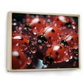 thumbnail image 2 of Designart "Reflecting On Dreamy Ladybugs" Ladybug Floater Framed Wall Decor, 2 of 5